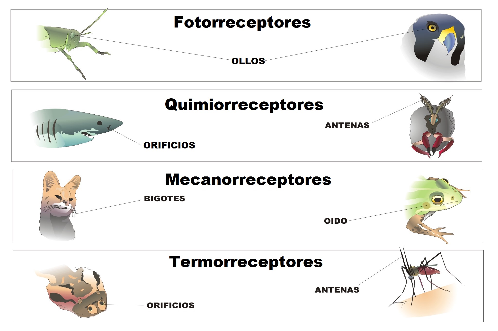 Receptores sensoriais