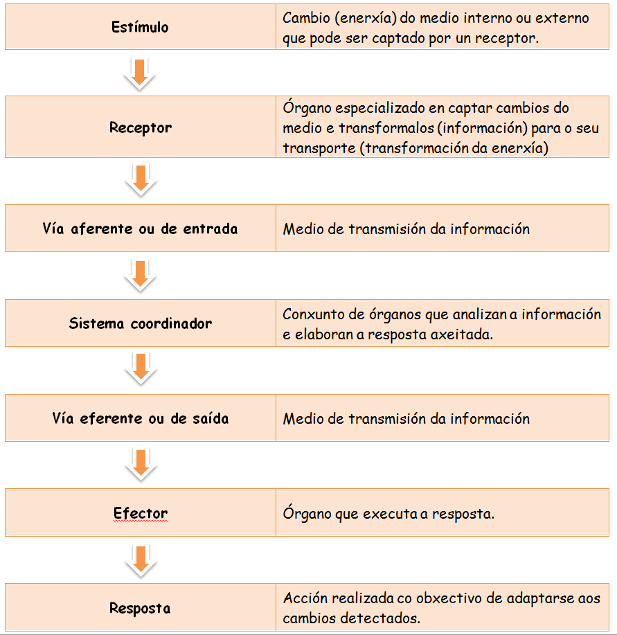 Esquema de actuación do sistema de coordinación