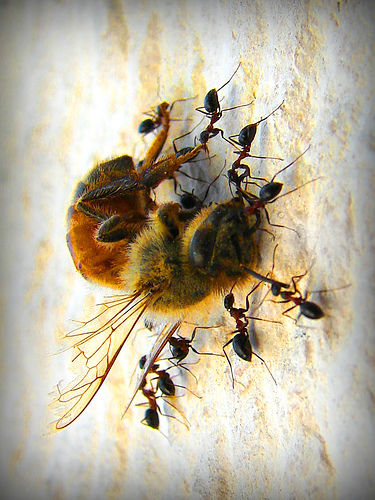 Abaella morta rodeada de formigas