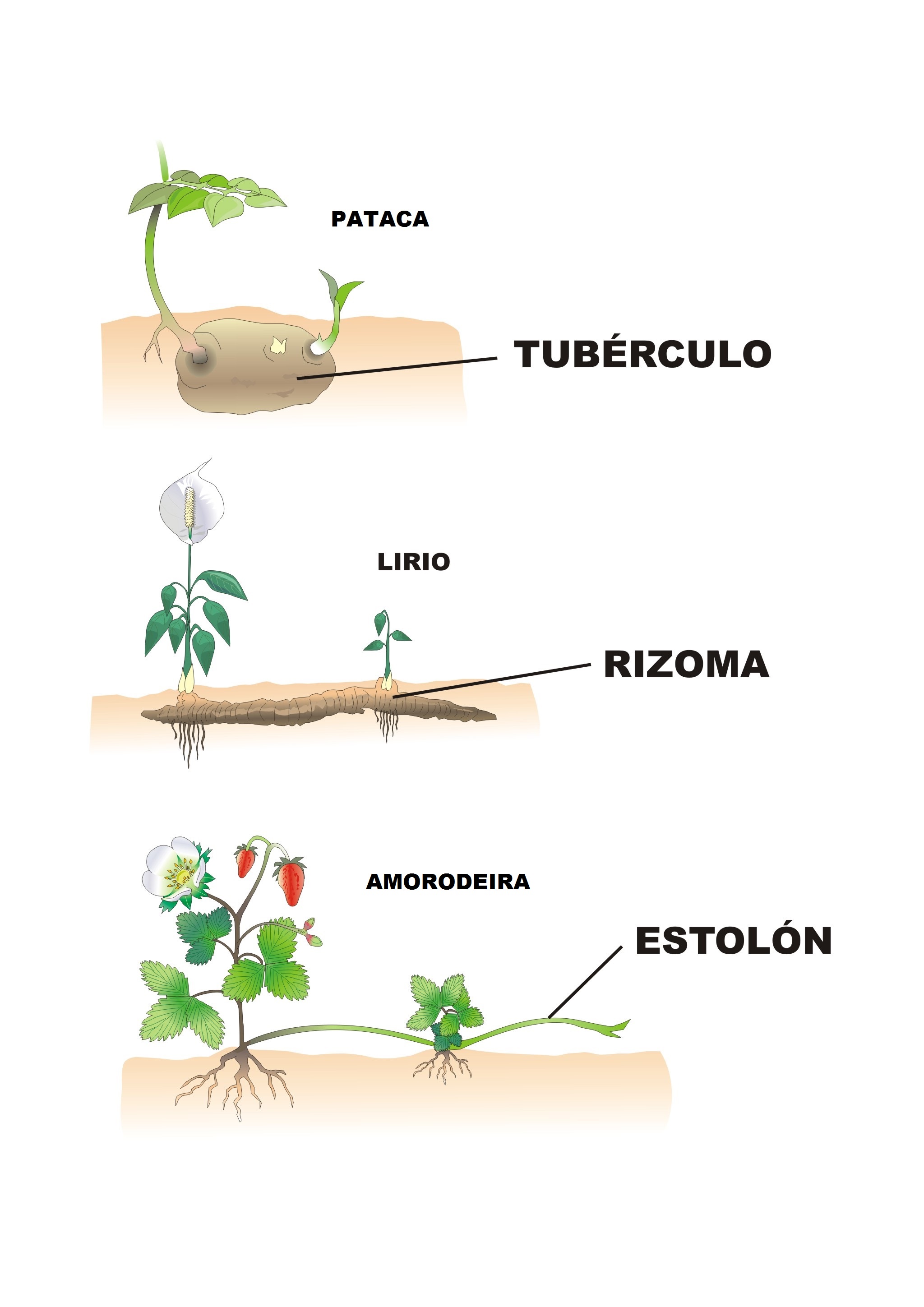 Tipos de reprodución asexual en plantas