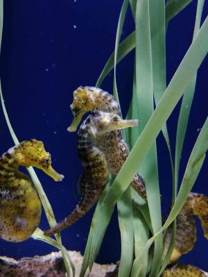 Cabaliño (Hippocampus sp)
