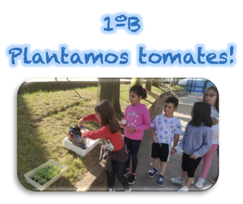 Plantamos tomates