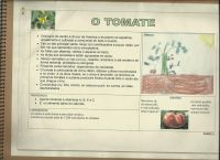 17-tomate.jpg