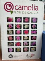 2-cartel-flor-de-galicia.jpg