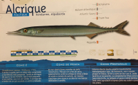 Peixes-en-Galego_Pagina_06~0.jpg