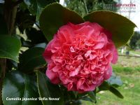 camellia-japonica-Sofia-Novoa-1.jpg