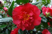 camellia-japonica-bella-otero-1.jpg