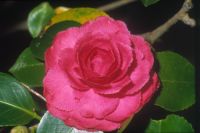 camellia-japonica-jane-andresen-1.jpg