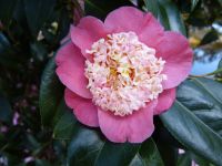camellia-japonica-maria_casares.jpg