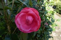 camellia-japonica-maria_vinyals_1.jpg