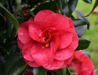 camellia-reticulata-Rosalia_de_castro_1_1.jpg