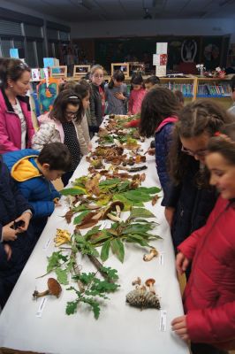 Exposición de setas e actividades na carballeira
