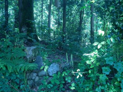 Biodiversidade dos bosques comunais galegos
Categoría: Bacharelato
