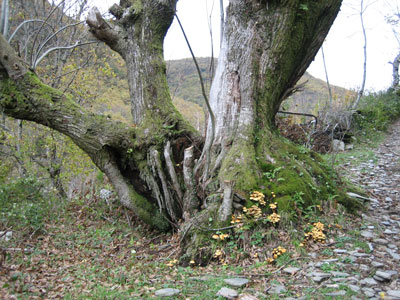 ÁRBORE
Árbore con tronco singular no camiño.


