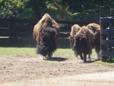 Estes son os bisontes
