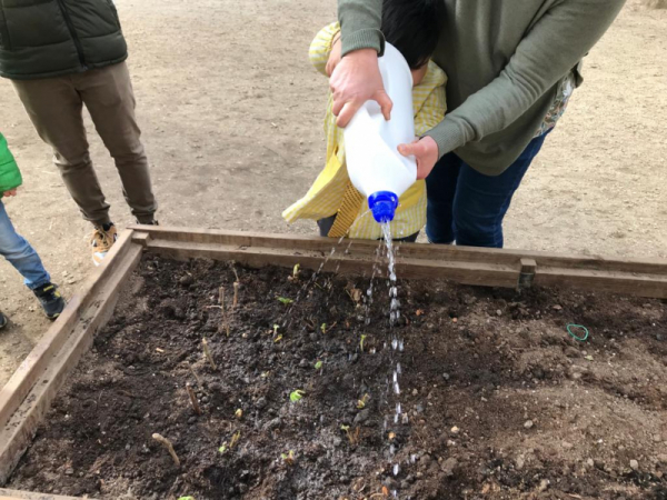 plantando_cebolas_e_fresas_28629.jpg