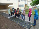 Voz Natura 
Este curso, os alumnos de 1º e 2º de primaria ,coa axuda dos profes colaboradores do Proxecto Voz Natura, plantaron as leitugas  do noso horto, que serán en xuño,parte dos menús do comedorescolar
