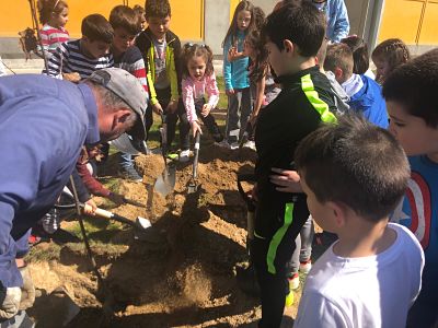 Plantando unha árbore no cole
