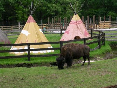 e os bisontes tamén
