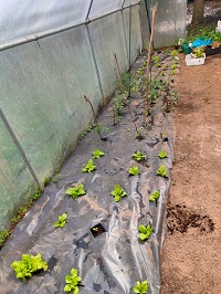 zona de tomates, leitugas
