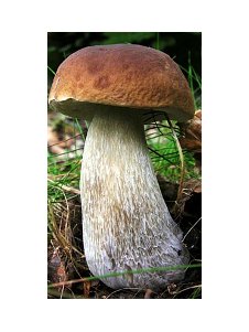 Boletus Edulis