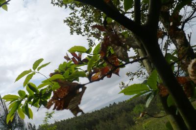 Árbore afectado pola avespa asiática
