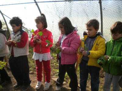 hoxe plantamos acelgas e brócoli xa sementadas e crecidas.
