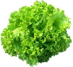 LECHUGA.jpg