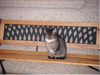 A RAÍÑA DA CASA
Aquí está a raíña da casa, a nosa gata Dida, chámase Dida de perdida, xa que a abandonaron. Nesta foto está enriba dun banco que se encontra no pórche da nosa casa. Neste caso estaba de boas porque nunca se sabe de que humor está, agás cando te achegas a darlle agarimos.
NICOLÁS TEIXEIRO GARRIDO
