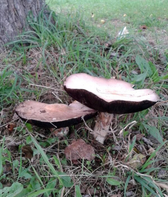 Agaricus campestris
18/10/2013
