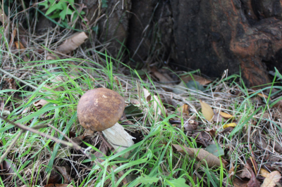 Pleurotus eryngü
22/10/2013
