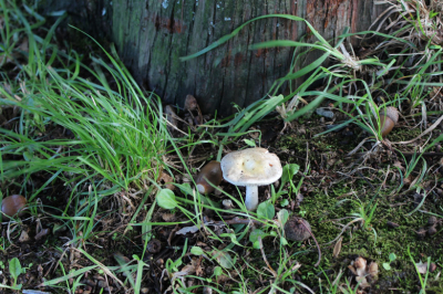 Citocybe (geotropa?)
22/10/2013

