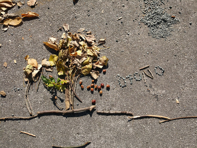 LAND_ART_2017_15_800x600.jpg