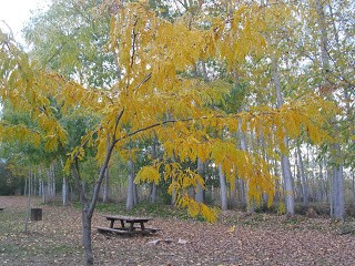 O bosque