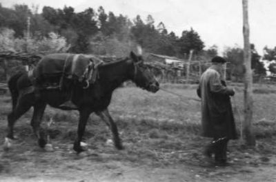 Arrieiro carrexando no viño en cabalo no ano 1935
Foto cedida pola familia Pereira Conde
