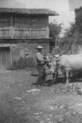  Manuel Vázquez Mella preparando as vacas para o labor. Anos corenta.
Foto cedida pola familia Vázquez Souto.
