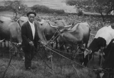 Manuel Vázquez Mella con 8 vacas á corda nos anos 40.
Foto cedida pola familia Vázquez Souto.

