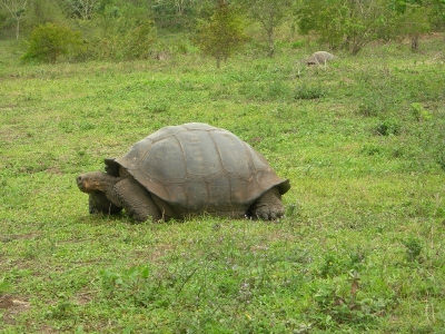 Galápagos.jpg