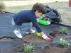 Ribadumia_4-5_plantando_Viola_(19).JPG