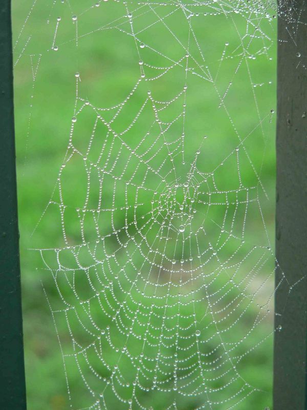 Natureza xeométrica en Campos
