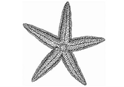 Estrela de mar
