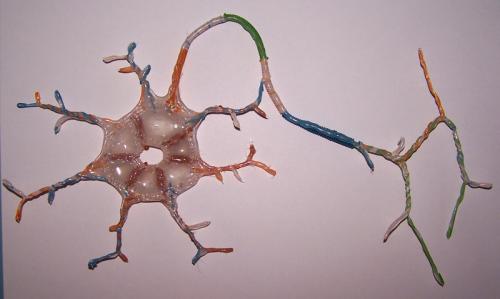 neurona