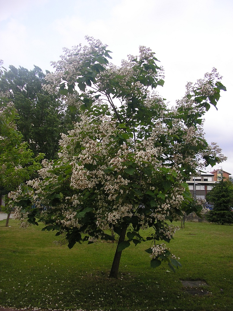 Catalpa (primavera)
