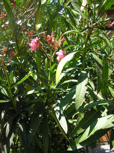 Adelfa (Nerium oleander)

