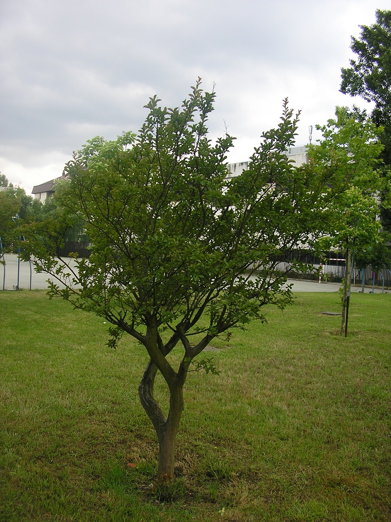 Árbore de Xupiter (Lagerstroemia índica L.) (Verán)
