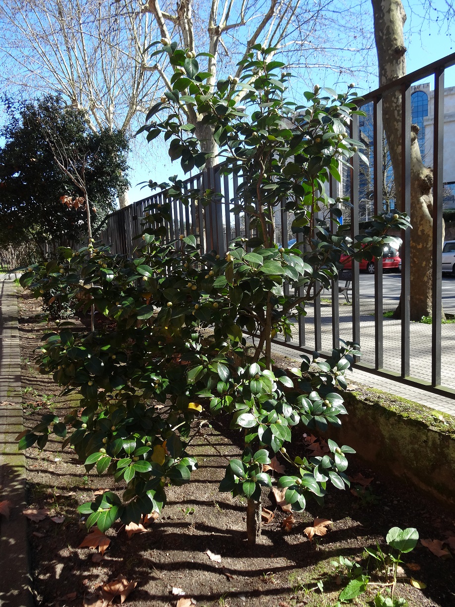 Camelia (Camellia japonica)
