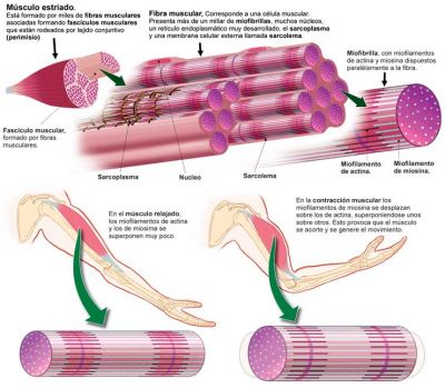 z.z.d Estructura tecido muscular estriado esquelético
