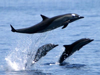 delfins