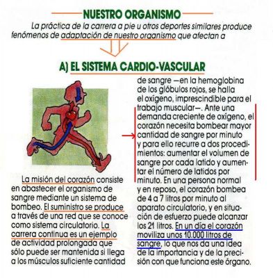 1 ADAPTACION DEL ORGANISMO.Sistema cardiovascular.(Importantísimo).2.010
