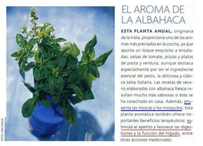 Albahaca.Favorece el apetito, digestión e hígado.2.009
